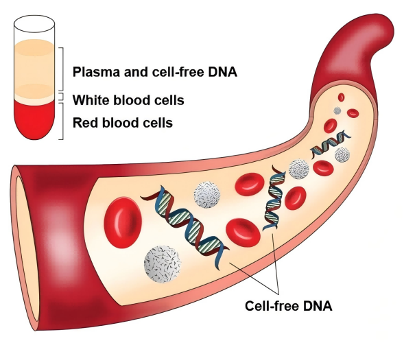 血浆游离DNA(cfDNA)检测