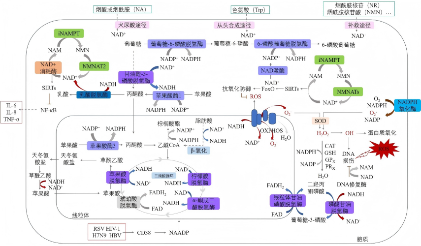 NAD+精准检测